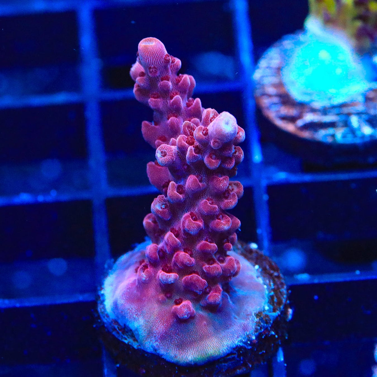 TSA Red Robin Acropora Coral