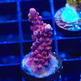 TSA Red Robin Acropora Coral