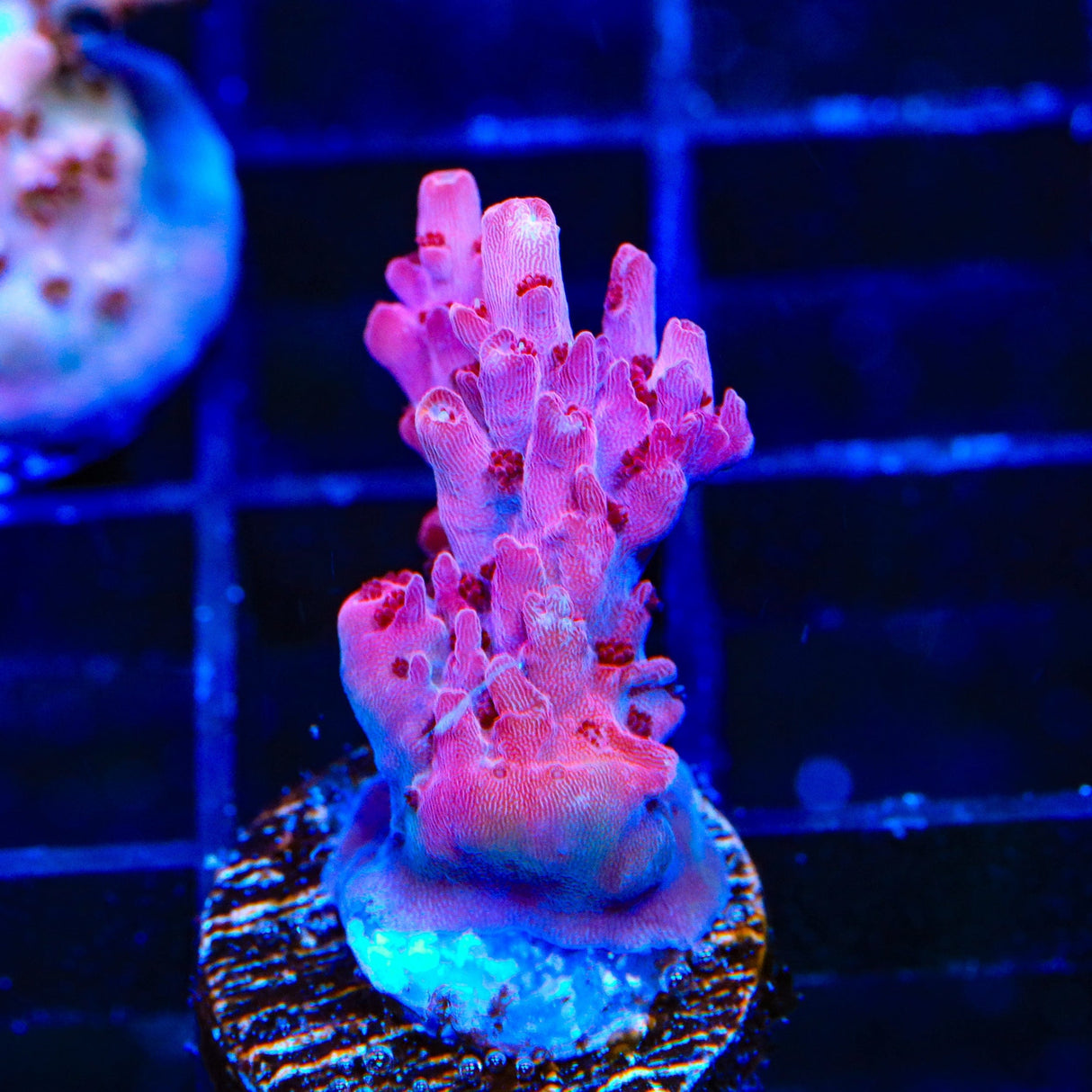 TSA Red Robin Acropora Coral