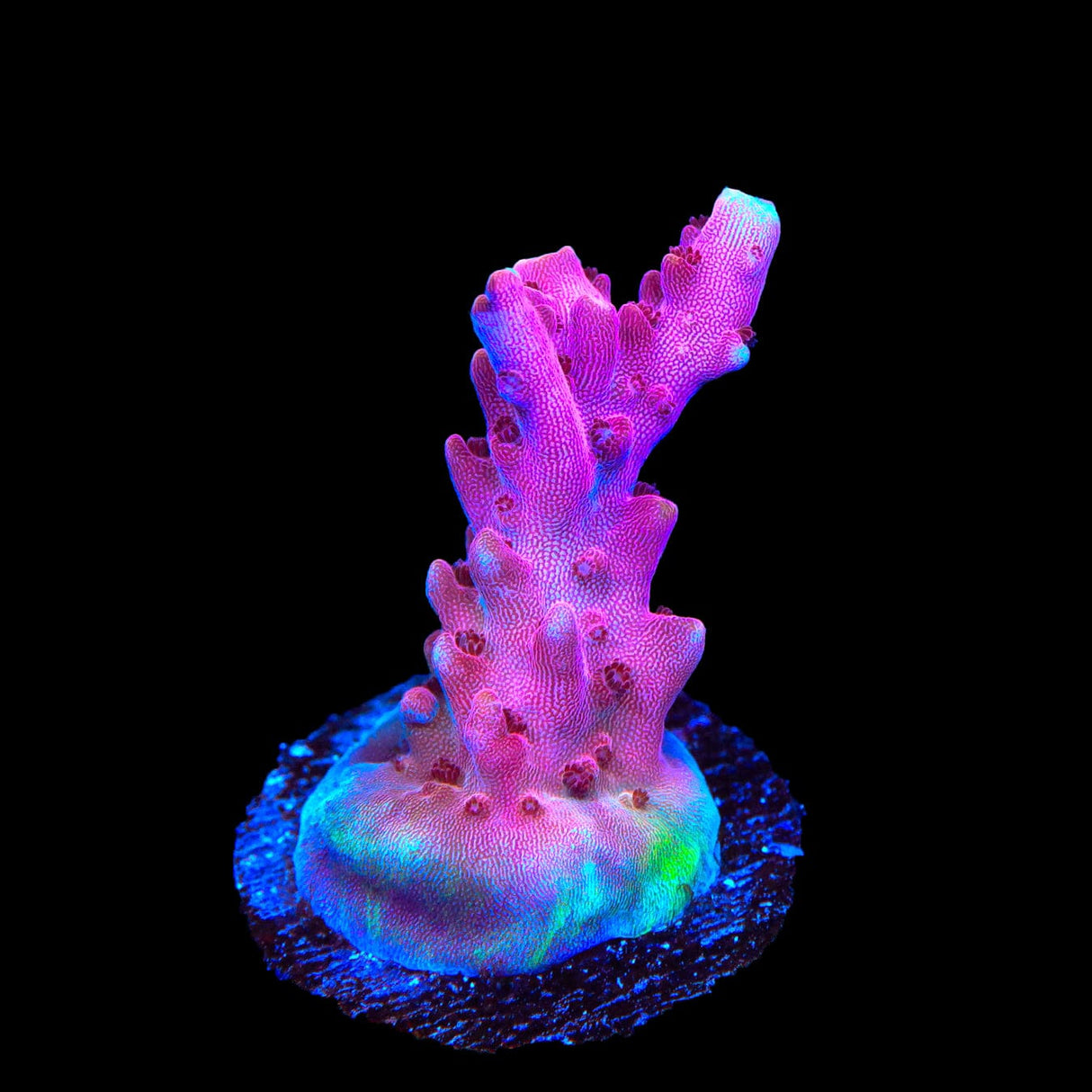 TSA Red Robin Acropora Coral