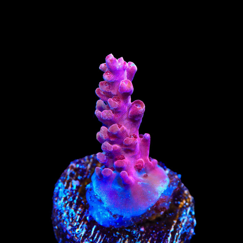 TSA Red Robin Acropora Coral