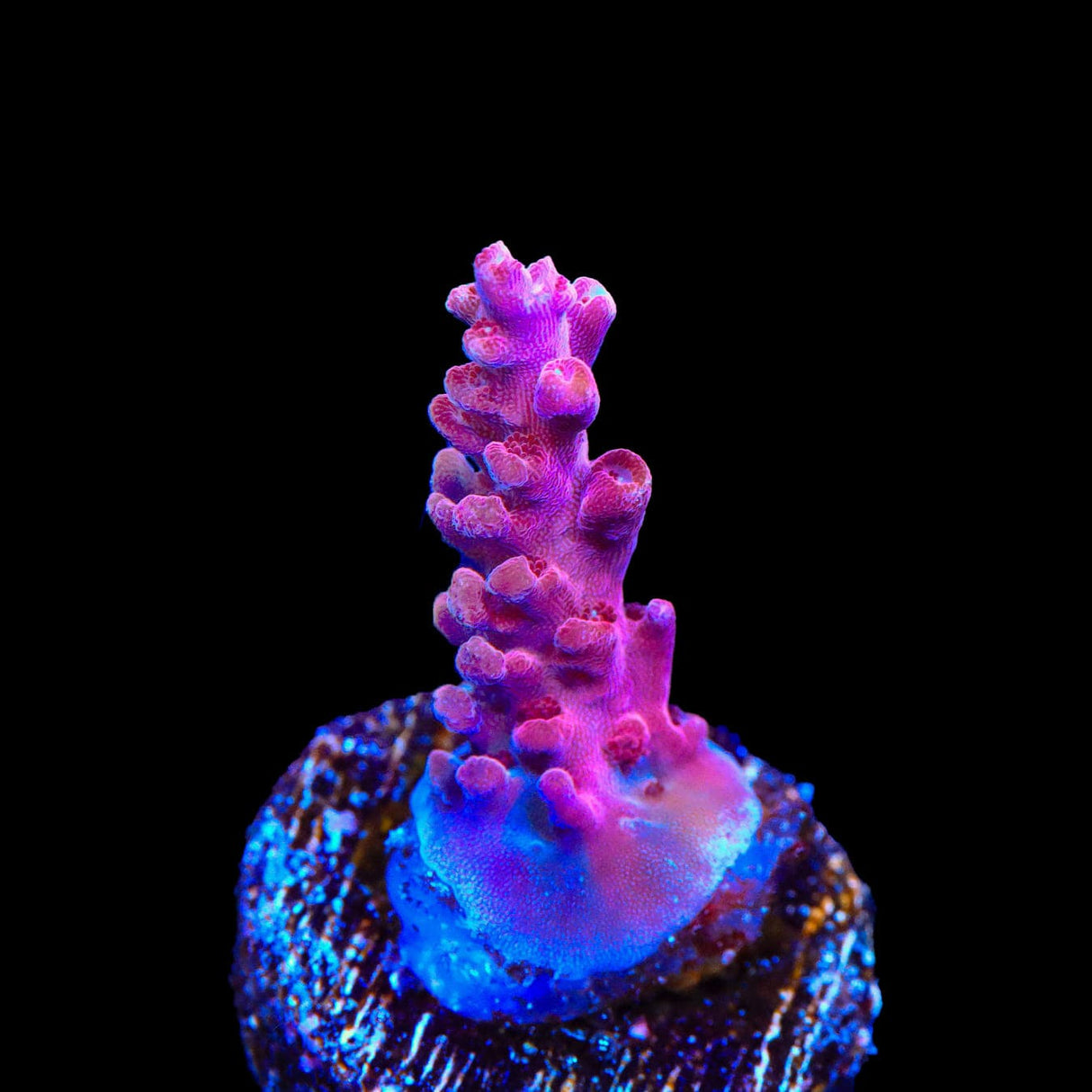 TSA Red Robin Acropora Coral