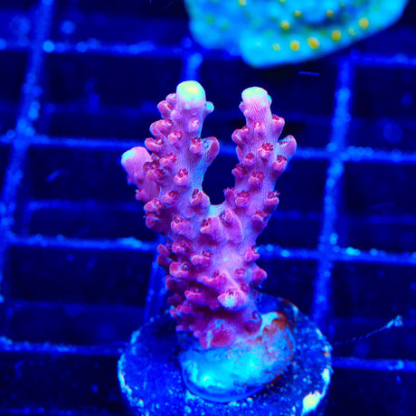 TSA Red Robin Acropora Coral