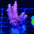 TSA Red Robin Acropora Coral