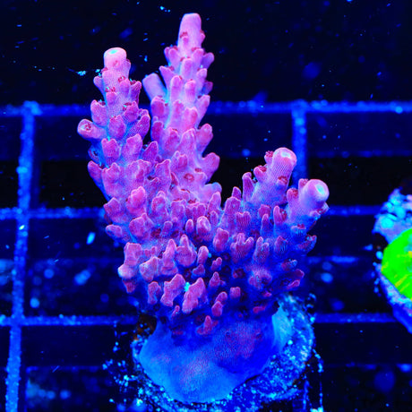 TSA Red Robin Acropora Coral
