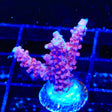 TSA Red Robin Acropora Coral