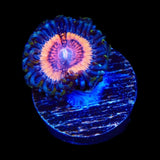 TSA Red Rocket Zoanthids Coral