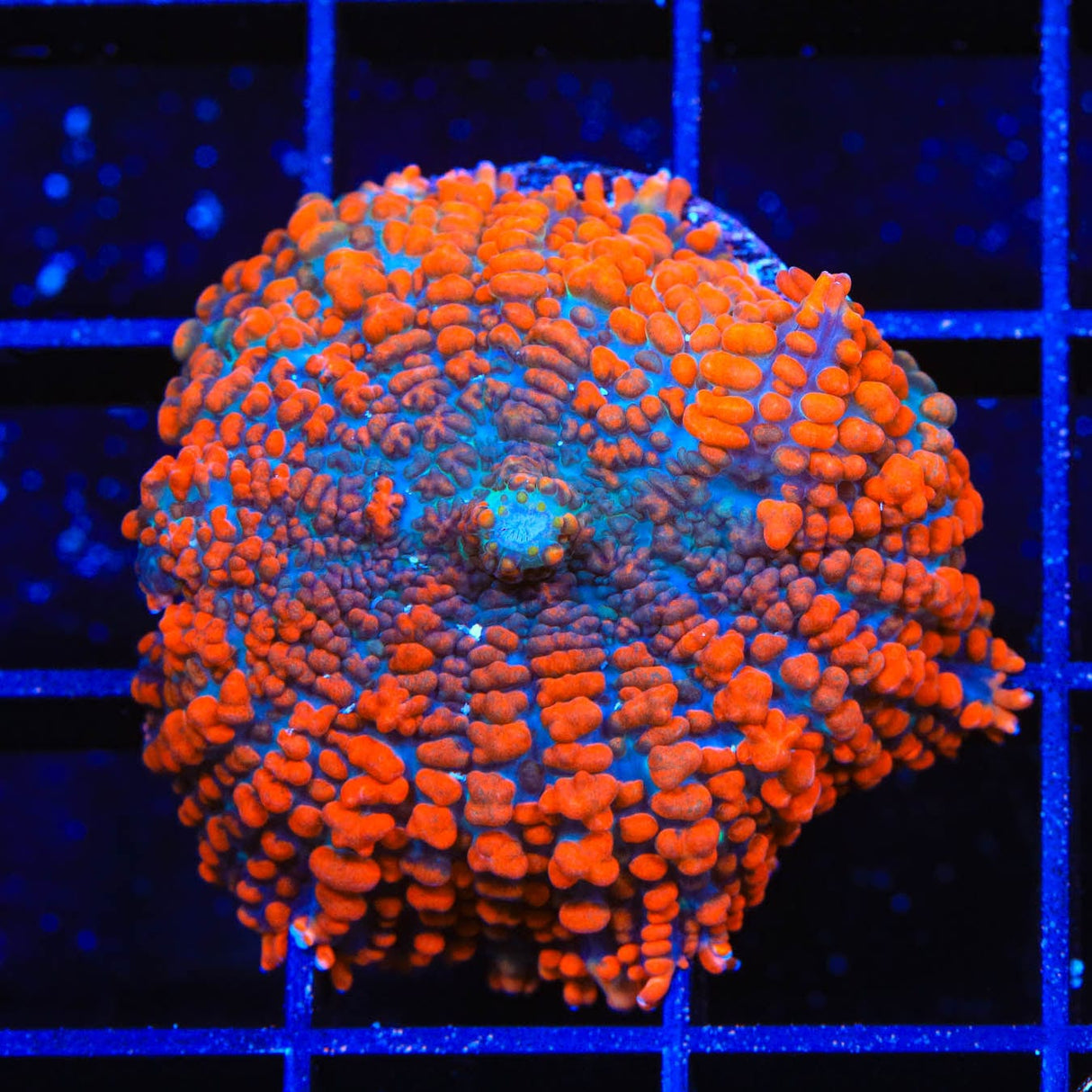 TSA Red Slammer Rhodactis Mushroom Coral