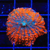 TSA Red Slammer Rhodactis Mushroom Coral