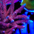 TSA Red Tornado Acropora Coral