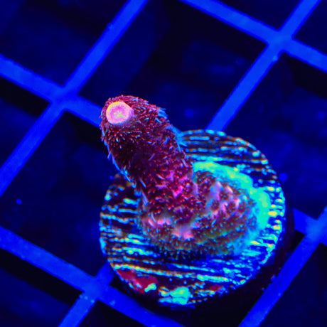 TSA Red Tornado Acropora Coral