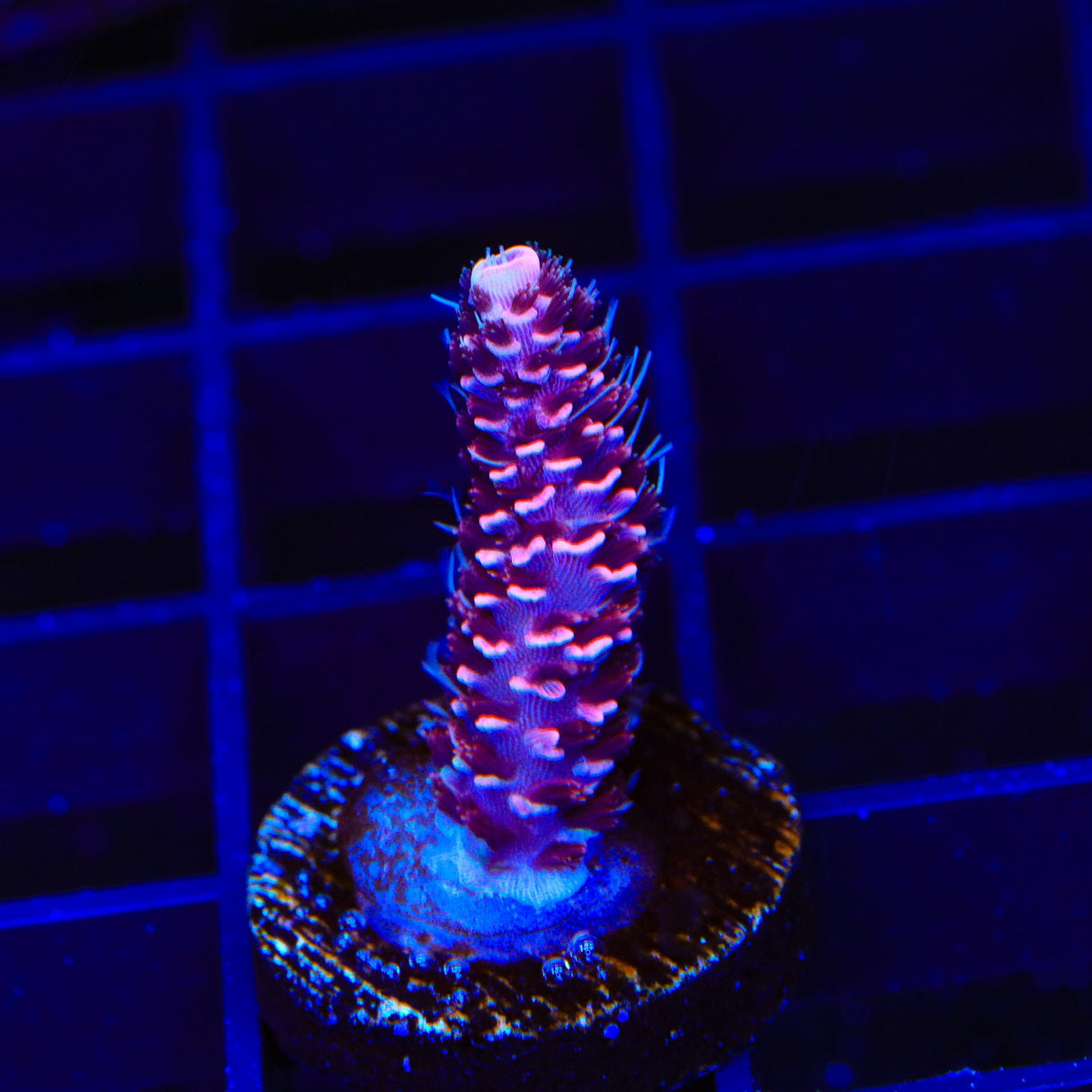 TSA Red Tornado Acropora Coral