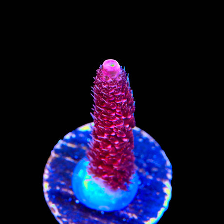 TSA Red Tornado Acropora Coral