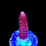 TSA Red Tornado Acropora Coral