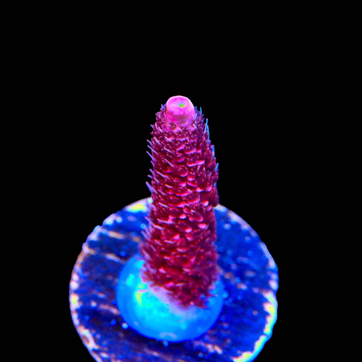 TSA Red Tornado Acropora Coral