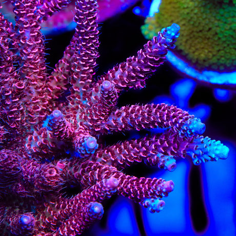 TSA Red Tornado Acropora Coral