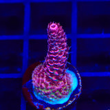 TSA Red Tornado Acropora Coral