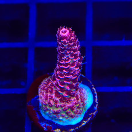 TSA Red Tornado Acropora Coral