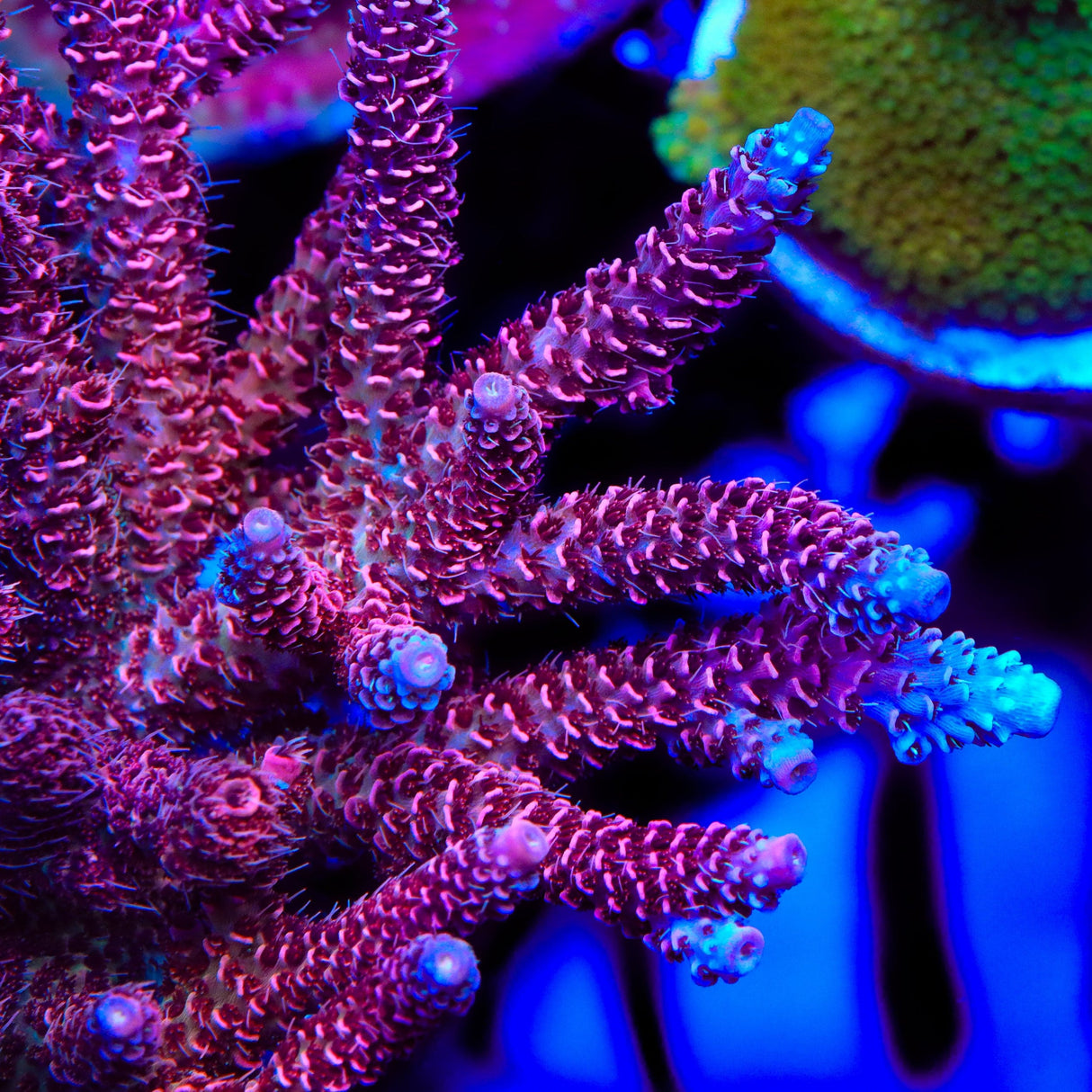 TSA Red Tornado Acropora Coral