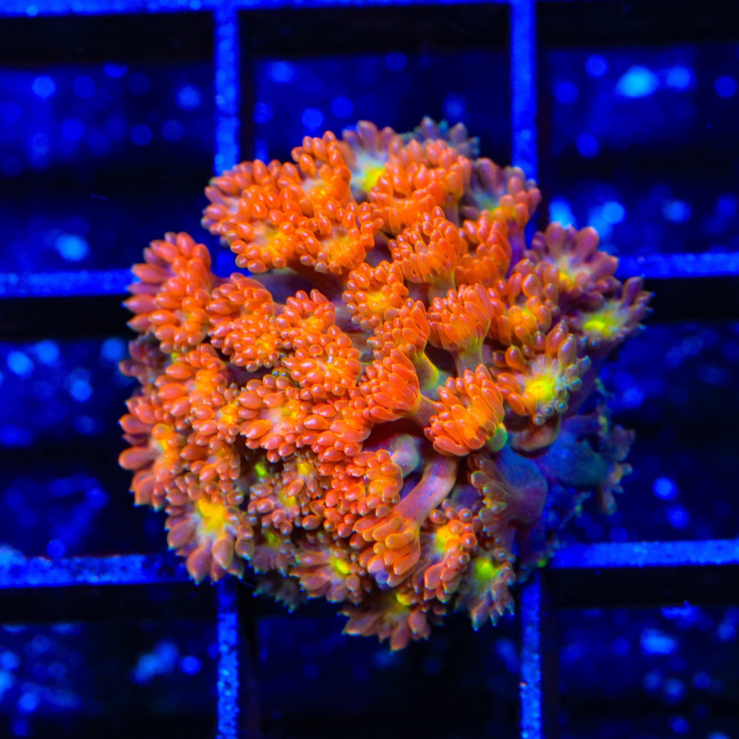 TSA Reese's Pieces Goniopora Coral – Top Shelf Aquatics