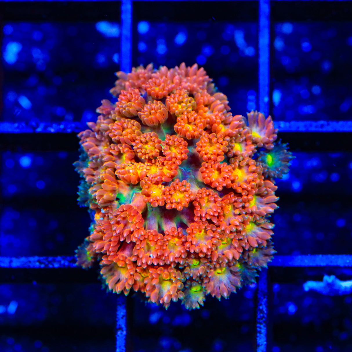 TSA Reese's Pieces Goniopora Coral