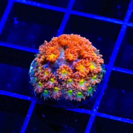 TSA Reese's Pieces Goniopora Coral