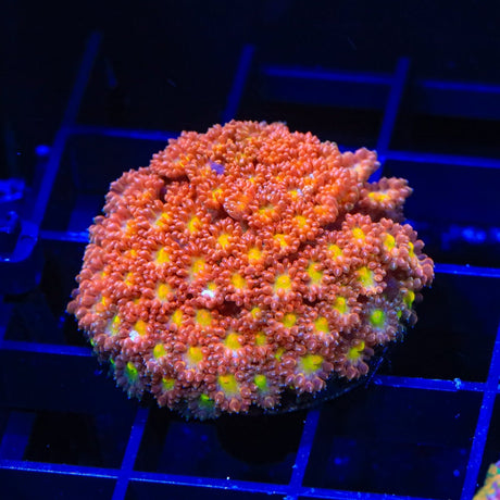 TSA Reese's Pieces Goniopora Coral