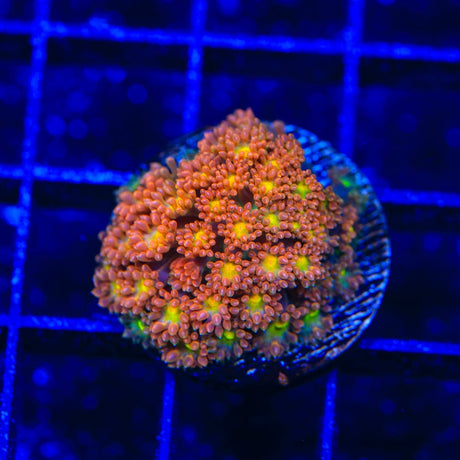 TSA Reese's Pieces Goniopora Coral