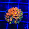 TSA Reese's Pieces Goniopora Coral