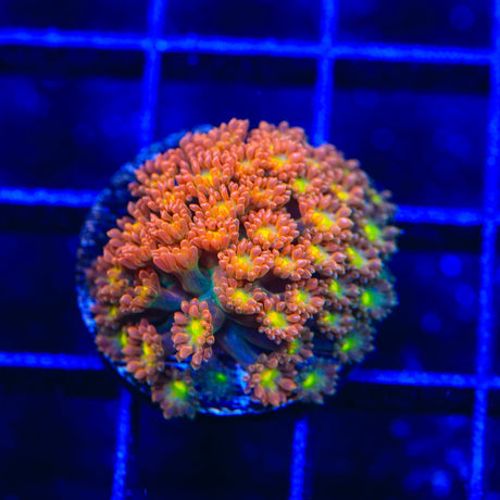 TSA Reese's Pieces Goniopora Coral