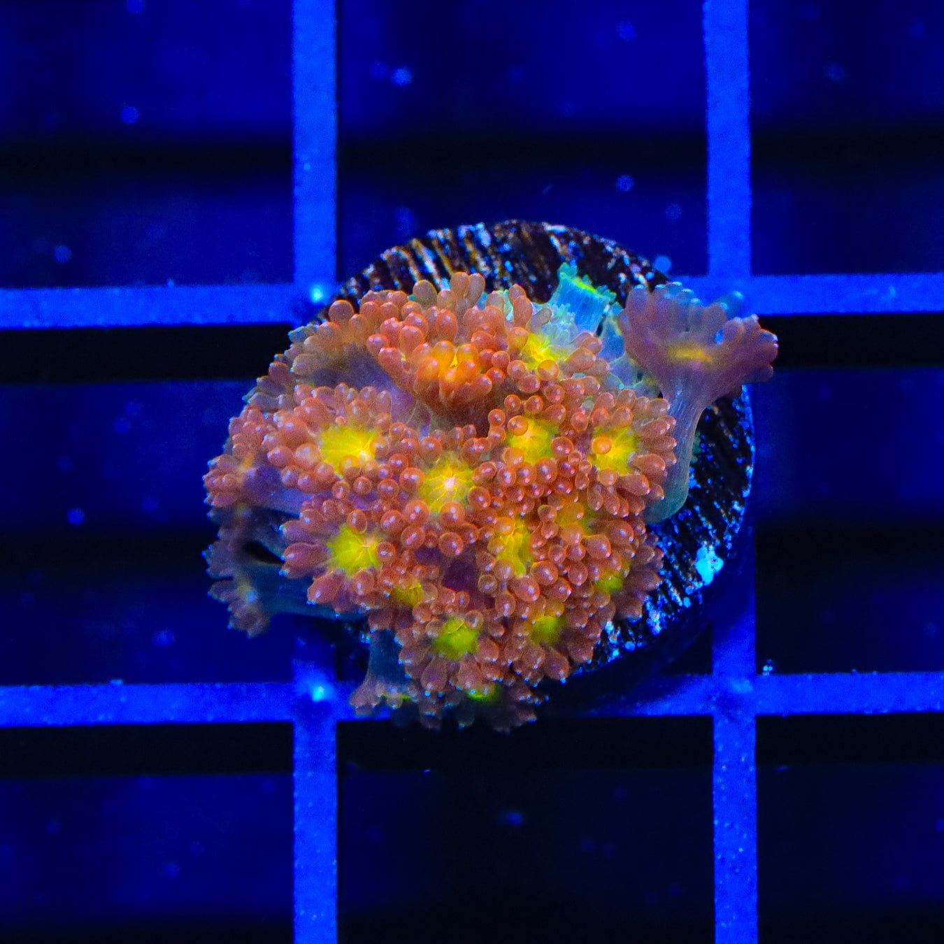 TSA Reese's Pieces Goniopora Coral – Top Shelf Aquatics