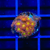 TSA Reese's Pieces Goniopora Coral