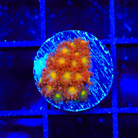 TSA Reese's Pieces Goniopora Coral