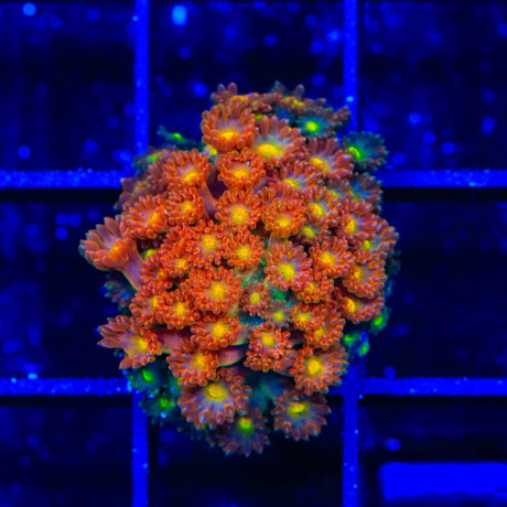 TSA Reese's Pieces Goniopora Coral