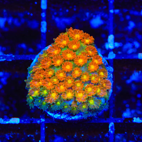 TSA Reese's Pieces Goniopora Coral
