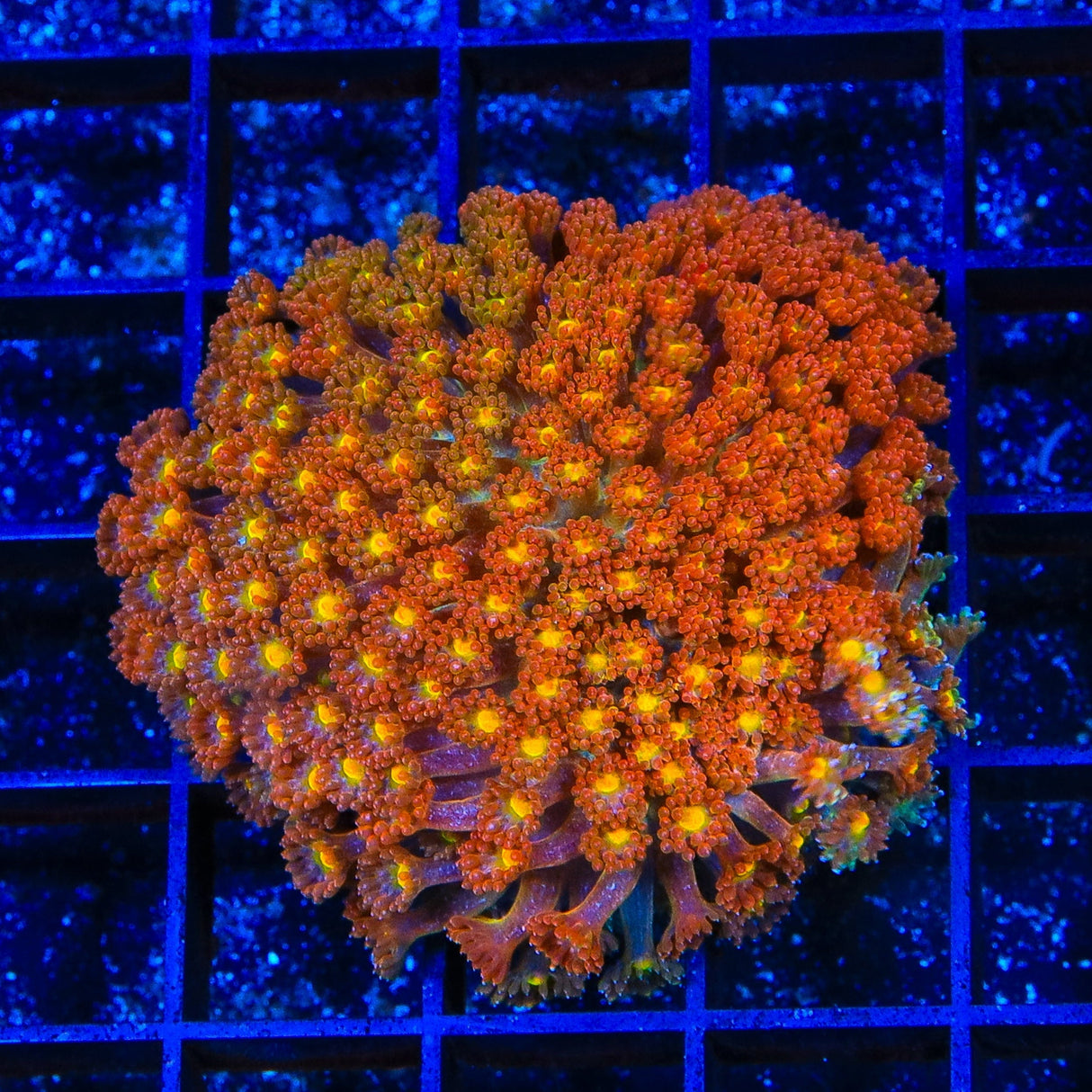 TSA Reese's Pieces Goniopora XL Frag Coral