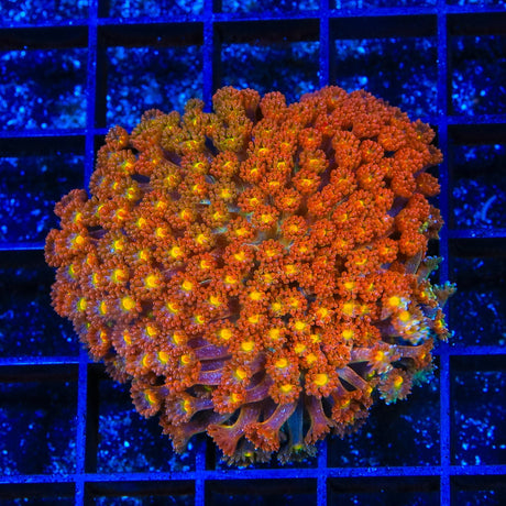 TSA Reese's Pieces Goniopora XL Frag Coral