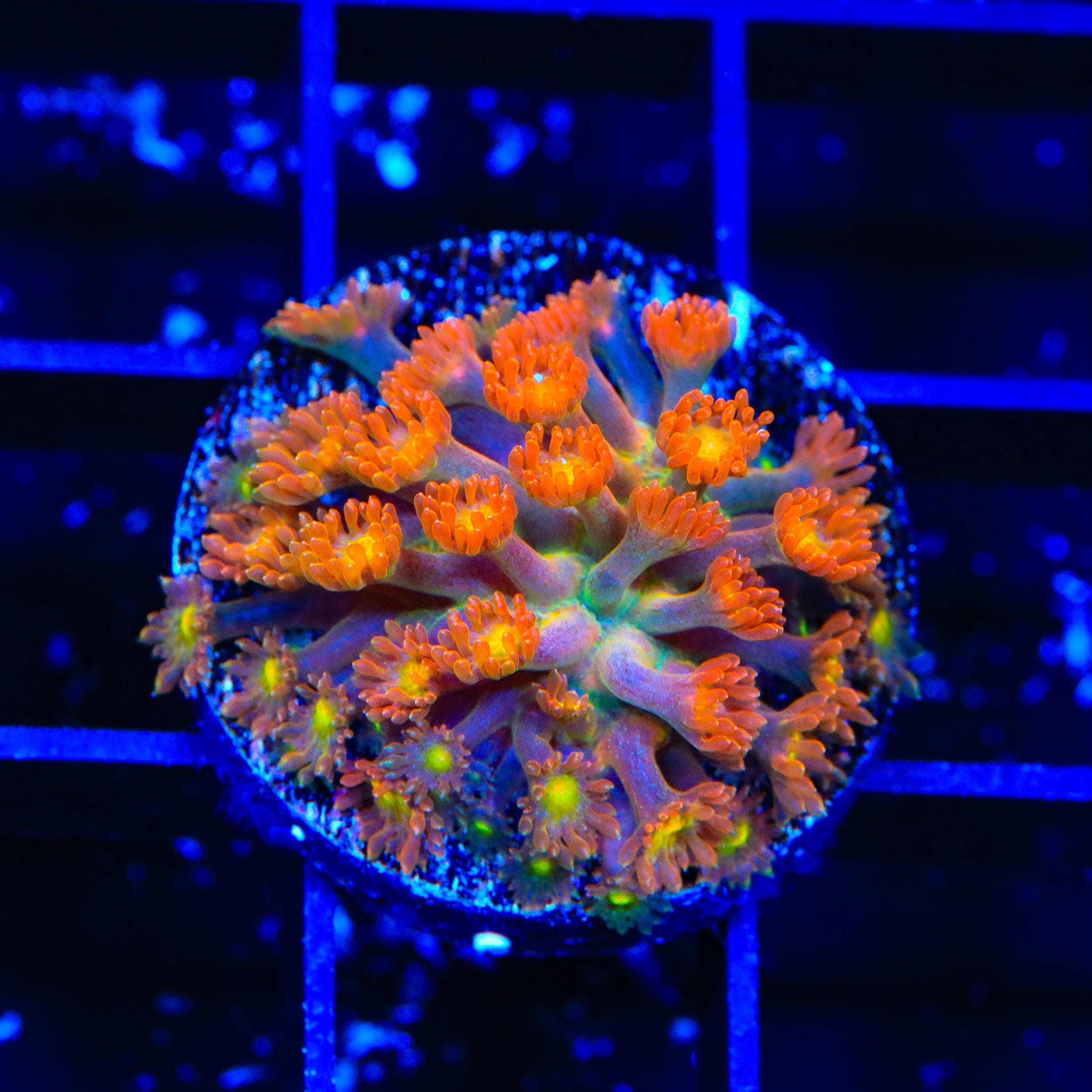 TSA Reese's Pieces Goniopora Coral – Top Shelf Aquatics