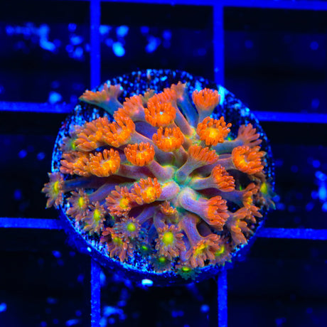 TSA Reeses Pieces Goniopora Coral