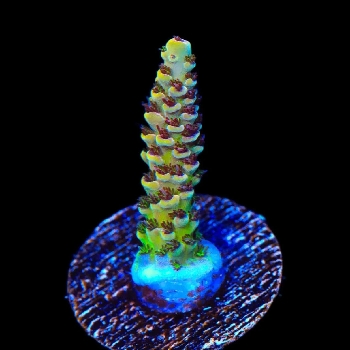 TSA Rick Moranis Acropora Coral