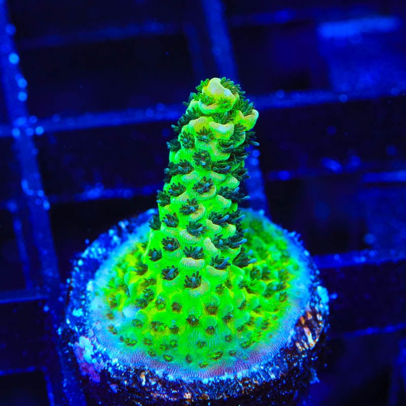 TSA Rick Moranis Acropora Coral