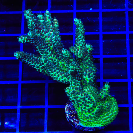TSA Rick Moranis Acropora Coral