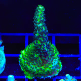 TSA Rick Moranis Acropora Coral