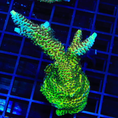 TSA Rick Moranis Acropora XL Frag Coral