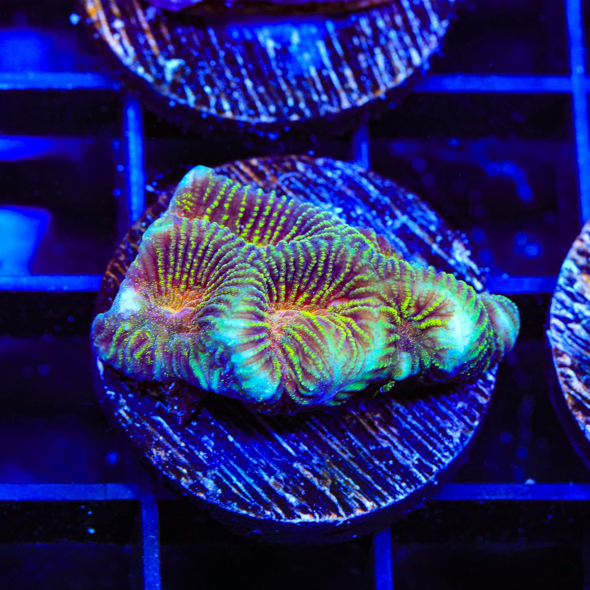 TSA Riptide Favia Coral