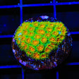 TSA Rising Sun Leptastrea Coral