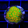 TSA Rising Sun Leptastrea Coral