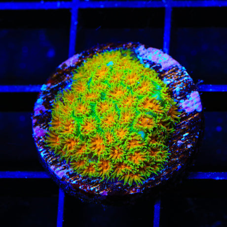 TSA Rising Sun Leptastrea Coral