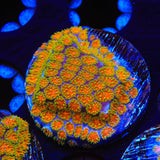 TSA Rising Sun Leptastrea Coral