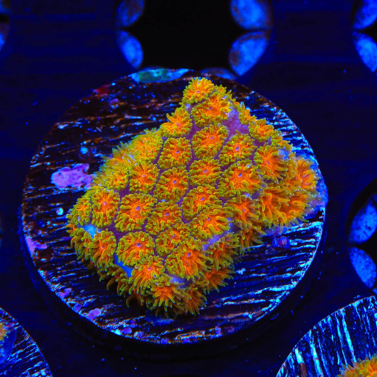 TSA Rising Sun Leptastrea Coral